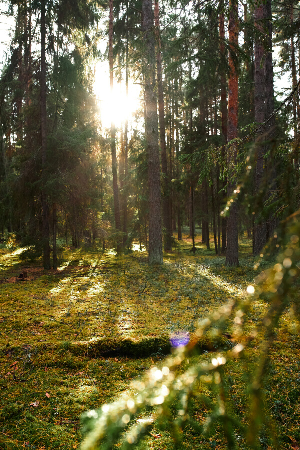 Заповедный лес
