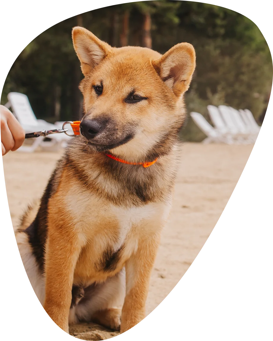 Dog – friendly